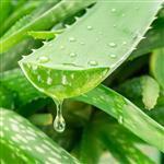 Squeezed Aloe Vera Juice (10:1) - Certified Organic Raw Materials - ACO 10282P