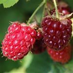 Raspberry Virgin Certified Organic Vegetable Oil - ACO 10282P
