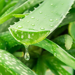 Squeezed Aloe Vera Juice (10:1) - Certified Organic Raw Materials - ACO 10282P