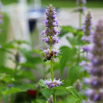 17ml Patchouli Natural Blend Essential Oil
