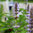 5kg Patchouli Natural Blend Essential Oil