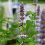 Patchouli Natural Blend Essential Oil