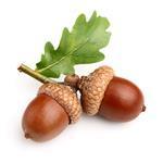 Oak Essence Fragrant Oil