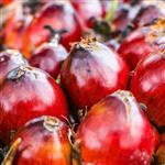 Batana (Ojon) Virgin Oil