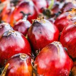 1L Batana (Ojon) Virgin Oil