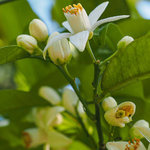 100 ml Neroli Essential Oil 100 ml Neroli Essential Oil