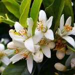 6mL Neroli Flower Italian 3% in Jojoba Oil