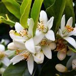 Neroli Flower Italian 3% in Jojoba Oil