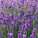 Lavender Maillette Essential Oil