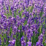 500g Lavender Maillette Essential Oil