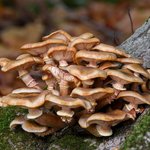 500g Oyster Mushroom Liquid Extract [Glycerine Based]