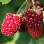 Raspberry Virgin Oil (Certified Organic)