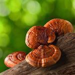 Reishi Mushroom Liquid Extract [Glycerine Based]