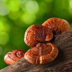 100g Reishi Mushroom Liquid Extract [Glycerine Based]