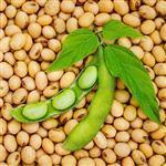 Soya Bean Virgin Certified Organic Vegetable Oil