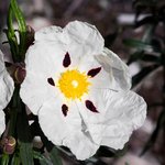 6mL Cistus Essential Oil