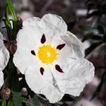 Cistus Essential Oil
