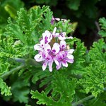 6mL Geranium Bourbon Madagascan Essential Oil