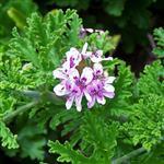 Geranium Bourbon Madagascan Essential Oil