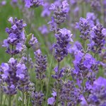 17mL Lavender Maillette Essential Oil Certified Organic