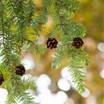 Eastern Hemlock Essential Oil