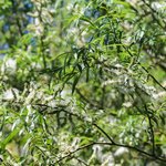 5kg White Willow Bark - Liquid Extract [Glycerine Based]