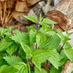 17g Nettle Root - Liquid Extract [Glycerine Based]