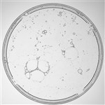Apple Surfactant