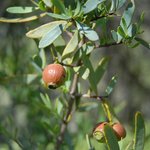 100mL Sandalwood Australian Essential Oil