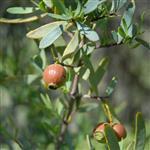 Sandalwood Australian Essential Oil