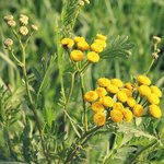 500mL Tansy Blue Essential Oil