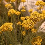 17mL Helichrysum French Essential Oil Certified Organic