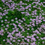 6mL Thyme Thujanol Essential Oil Certified Organic