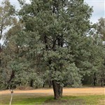 Cypress White Australian Wood Oil