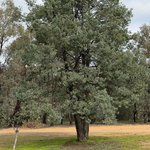 30mL Cypress White Australian Wood Oil