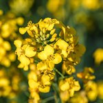 1L Canola Australian Refined (High-Oleic) Oil