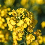 Canola Australian Refined (High-Oleic) Oil