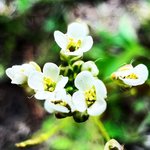 1L Abyssinian Seed (Crambe) Refined Oil