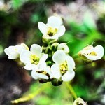 Abyssinian Seed (Crambe) Refined Oil