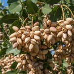 100mL Pistachio Nut Refined Oil