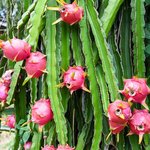 20L Dragon Fruit Seed Virgin Oil