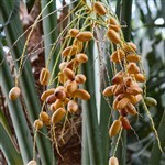 Desert Date Virgin Oil
