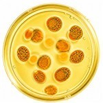 Carotene Infused Oil