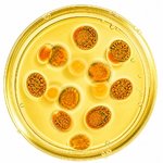 100mL Carotene Infused Oil