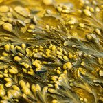 100mL Seaweed Liquid Extract [Oil Based]