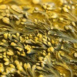 Seaweed Liquid Extract [Oil Based]