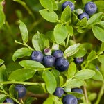1L Bilberry Seed Virgin Oil