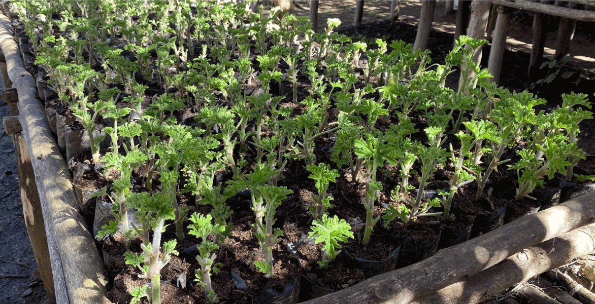 Geranium Bourbon Madagascan Essential Oil