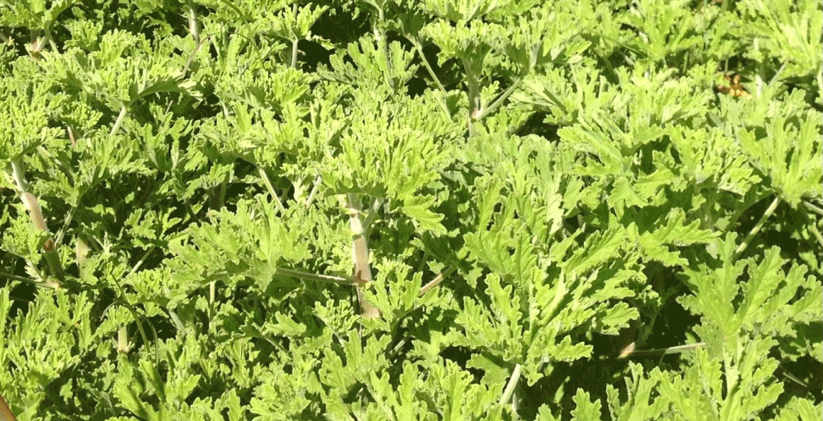 Geranium Bourbon Madagascan Essential Oil