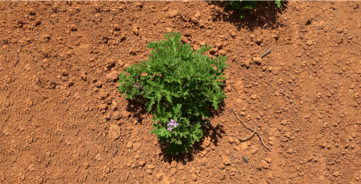 Geranium Bourbon Madagascan Essential Oil